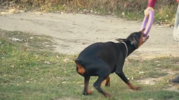 Собака Добермана Прогулку — стоковое видео