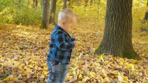 Niño pequeño en el bosque de otoño — Vídeos de Stock