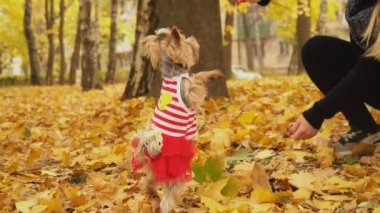 kızla köpek doğurmak Yorkshire korkunç