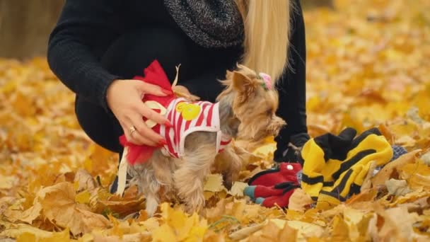 Dziewczyna stawia na jej pies rasy Yorkshire terrier — Wideo stockowe