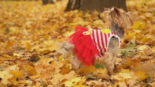 Dog breed Yorkshire Terrier — Stock Video