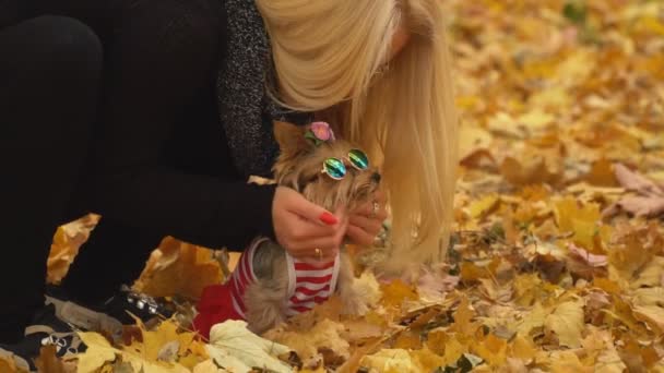 Menina com uma raça de cão Yorkshire Terrier — Vídeo de Stock