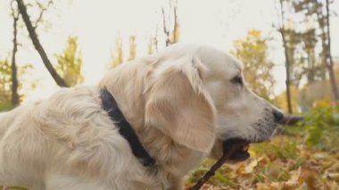 Köpek çiftleşmesi Golden Retriever