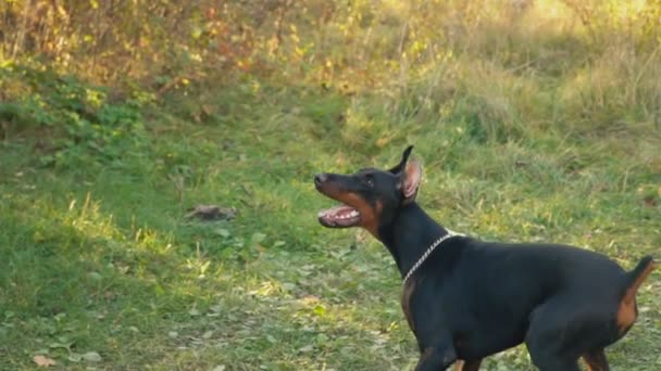 Raça cão Doberman na natureza — Vídeo de Stock