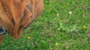 Shar pei Köpek çim
