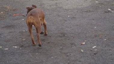 kahverengi boxer doğurmak köpek