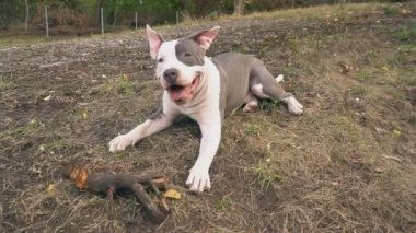 köpek yavrusu stafford sahada oynuyor.