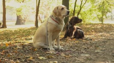 köpek doğurmak labrador altın renk