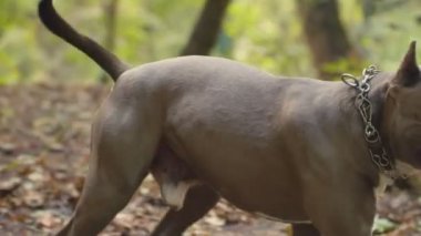 stafford köpek ırkları