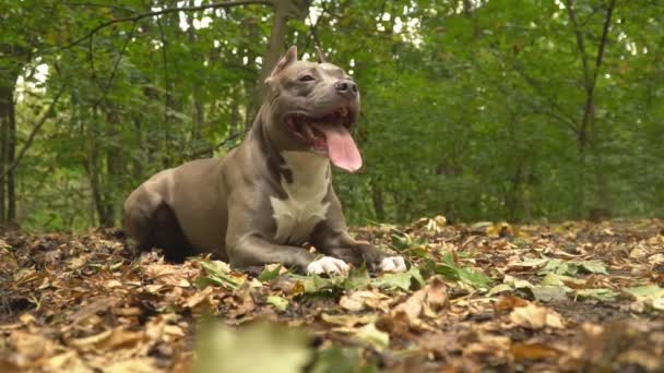 Razas de perros stafford — Vídeo de stock