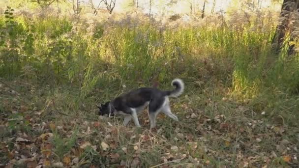 Порода собак хаски в природе — стоковое видео