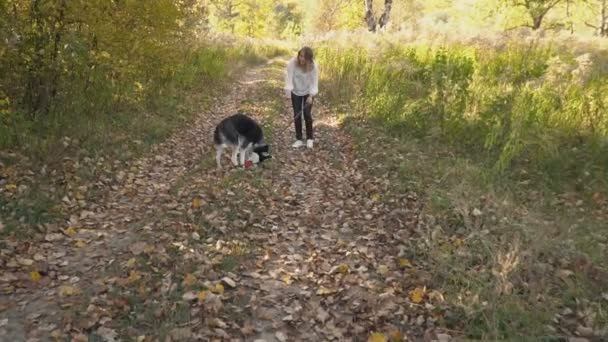 Chica con un perro crianza husky — Vídeos de Stock