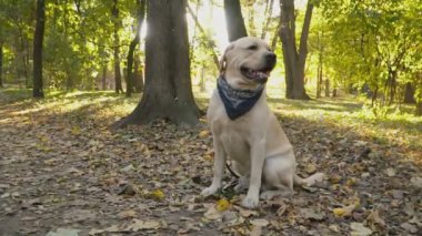 köpek doğurmak Labrador Park