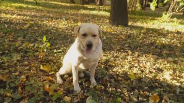 köpek doğurmak Labrador Park