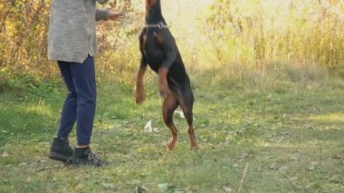 köpek doğurmak Doberman niteliğine