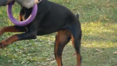 köpek doğurmak Doberman niteliğine