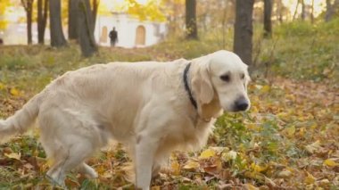 Köpek çiftleşmesi Golden Retriever