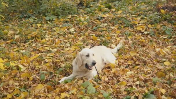 Ράτσα Σκύλου Γκόλντεν Ριτρίβερ Στο Πάρκο Φθινόπωρο — Αρχείο Βίντεο