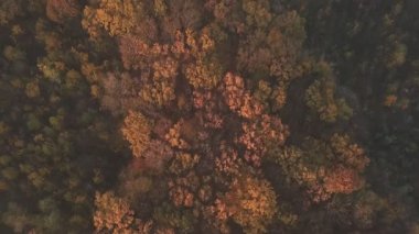 bir yükseklikten sonbahar orman
