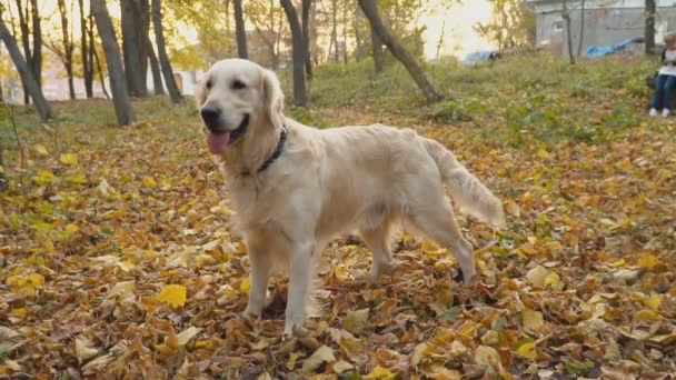 Raça cão golden retriever — Vídeo de Stock