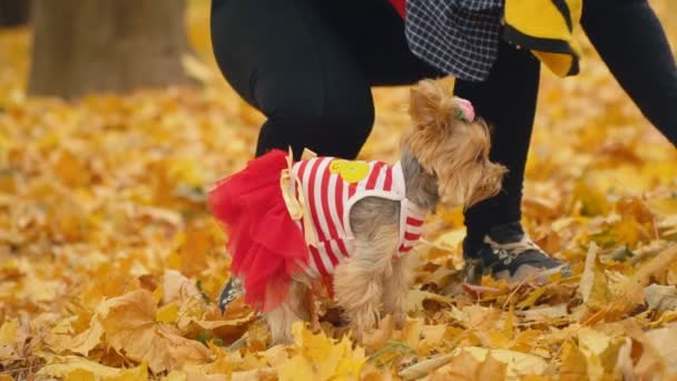 Meisje met een hondenras Yorkshire Terriër — Stockvideo