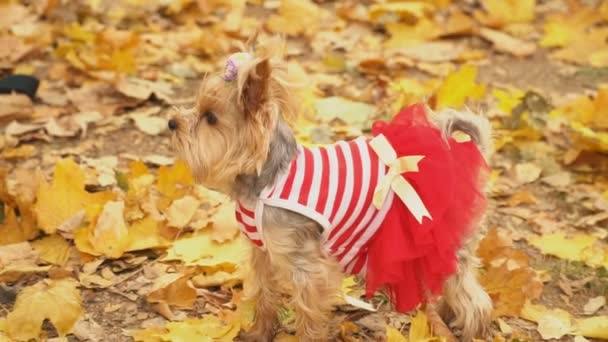 Raça de cão yorkshire terrier — Vídeo de Stock