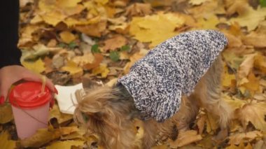 kız köpek doğurmak Yorkshire terrier beslemeleri