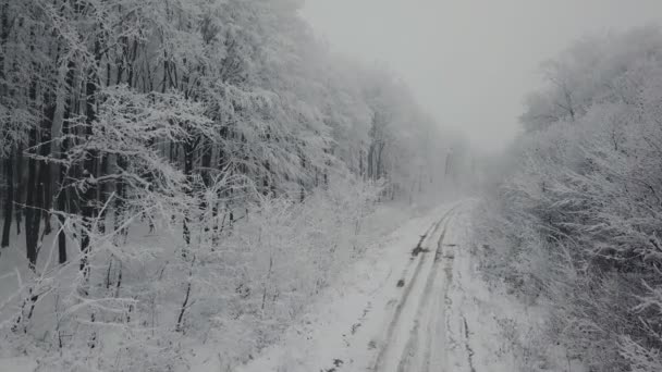 Camino forestal en invierno — Vídeos de Stock