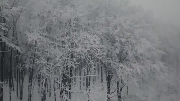 Camino forestal en invierno — Vídeo de stock