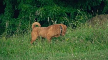 cins shar pei