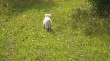 Alabai doğurmak köpek yavrusu