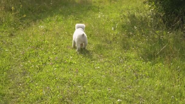 Puppy van het ras van de Alabai — Stockvideo