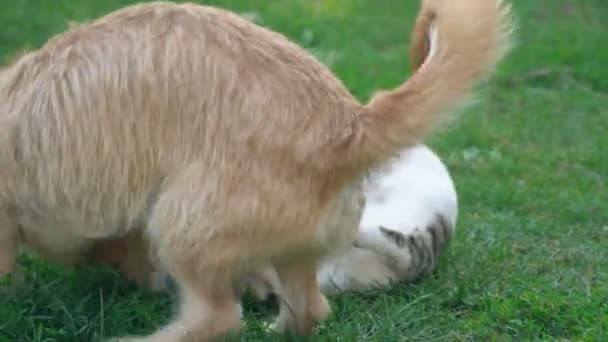 la bataille d'un chien et d'un chat 