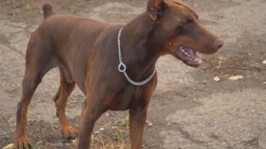 Doberman köpek oyun