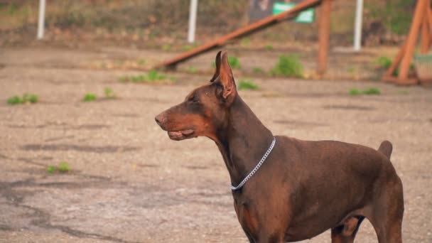 Dobermann honden op de speelplaats — Stockvideo