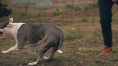 köpek yavrusu stafford sahada oynuyor.