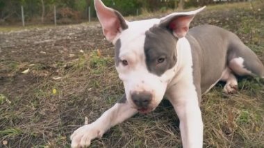 Stafford köpek yavrusu bahçesi yakın çekim üzerinde oynama