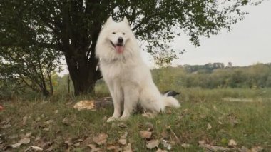 Samoyed köpek park