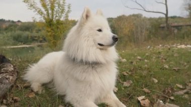 Samoyed köpek park