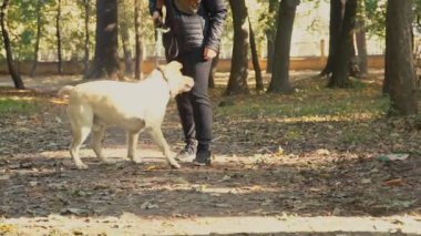 köpek doğurmak labrador altın renk