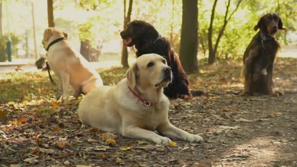 Raza perro labrador color dorado — Vídeo de stock