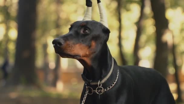 Порода собак Доберман в парке — стоковое видео