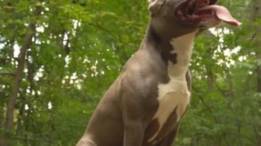 stafford köpek ırkları