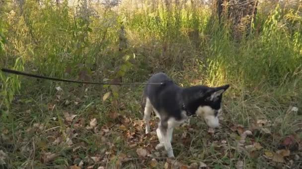 Perro raza husky en la naturaleza — Vídeos de Stock