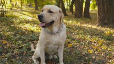 köpek doğurmak Labrador Park