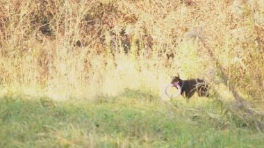 köpek doğurmak Doberman niteliğine