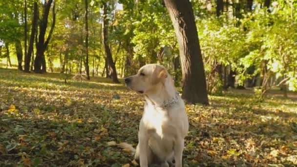 Порода собак Лабрадор в парке — стоковое видео