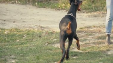 köpek doğurmak Doberman niteliğine