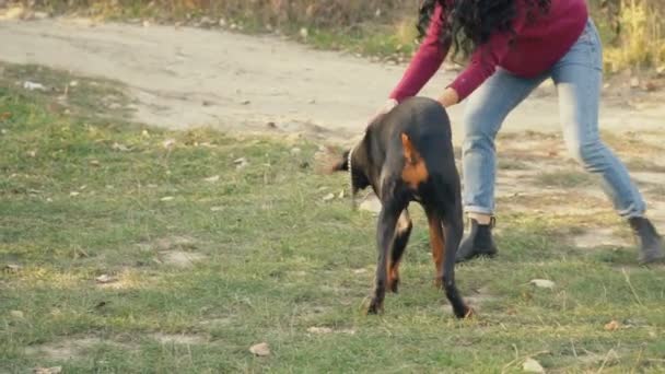 Raça cão Doberman na natureza — Vídeo de Stock