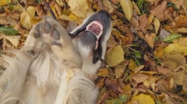 Köpek çiftleşmesi Golden Retriever
